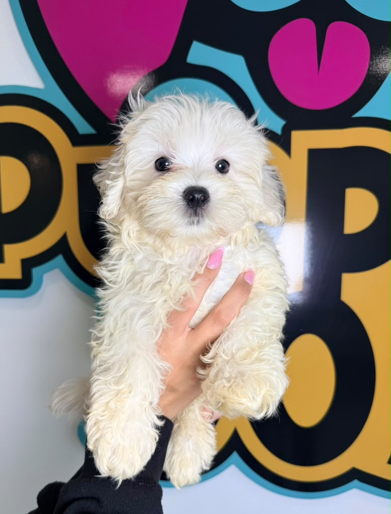 Toy Poodle puppy for sale at Puppies 305 in Miami, FL 