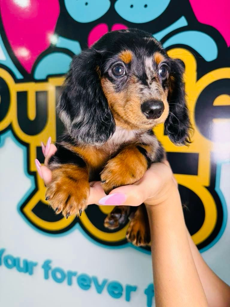 Mini Dachshund puppy for sale at Puppies 305 in Miami, Florida