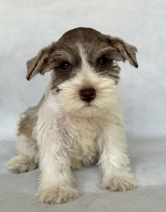 Toy Poodle puppy for sale at Puppies 305 in Miami, FL 