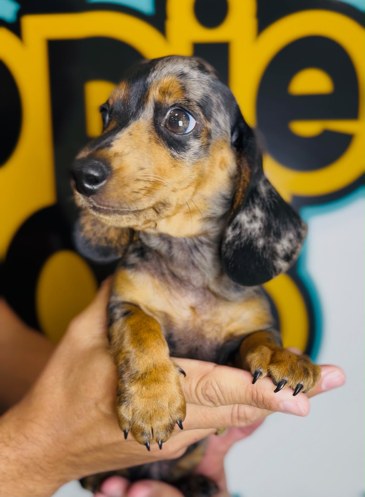 Toy Poodle puppy for sale at Puppies 305 in Miami, FL 