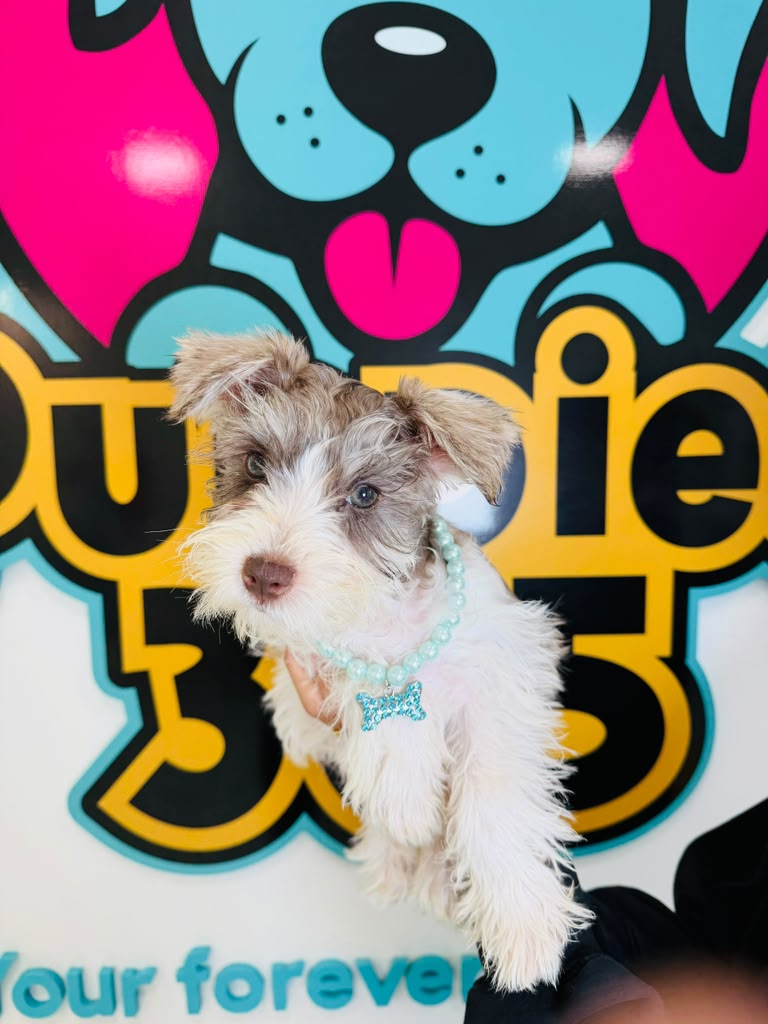 Mini Dachshund puppy for sale at Puppies 305 in Miami, Florida