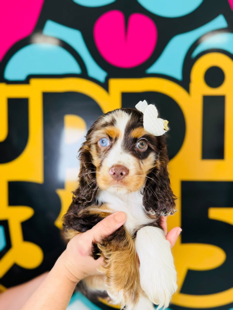 Toy Poodle puppy for sale at Puppies 305 in Miami, FL