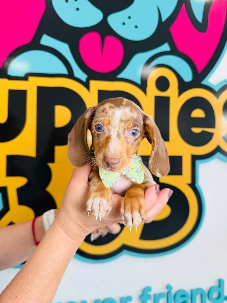 Toy Poodle puppy for sale at Puppies 305 in Miami, FL