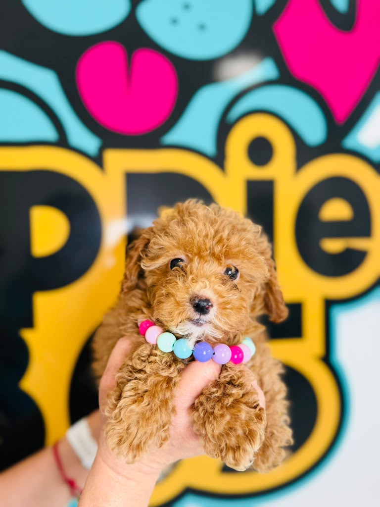 Toy Poodle puppy for sale at Puppies 305 in Miami, FL
