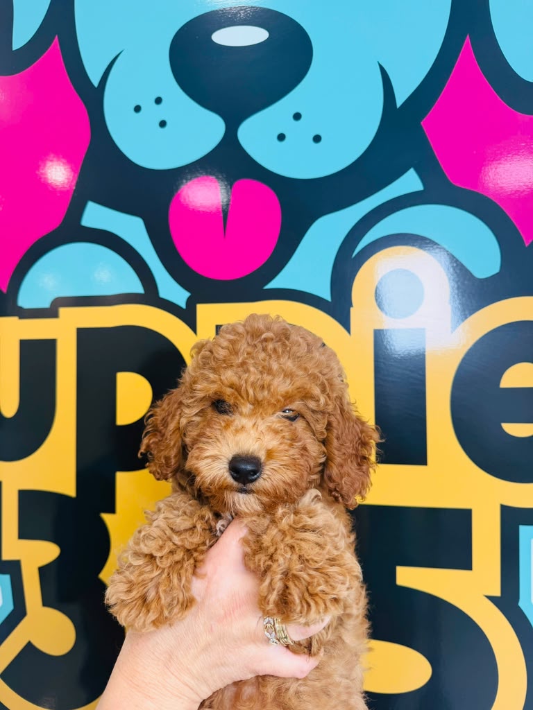 Toy Poodle puppy for sale at Puppies 305 in Miami, FL