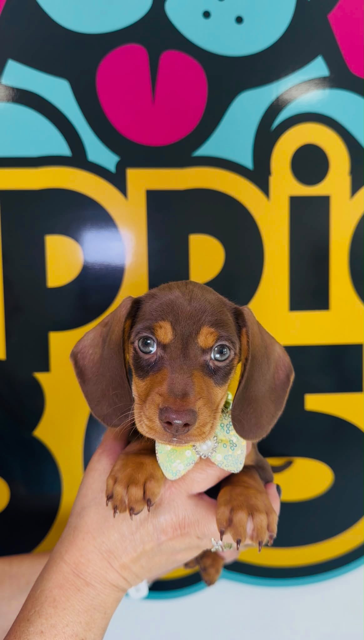 Toy Poodle puppy for sale at Puppies 305 in Miami, FL