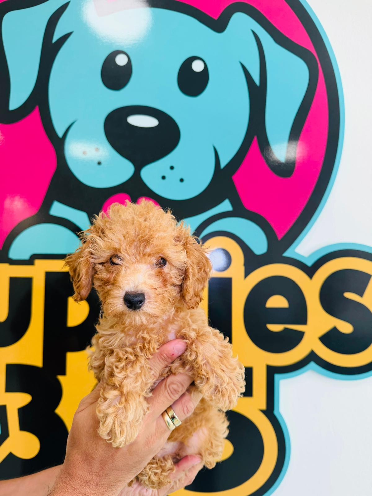 Toy Poodle puppy for sale at Puppies 305 in Miami, FL