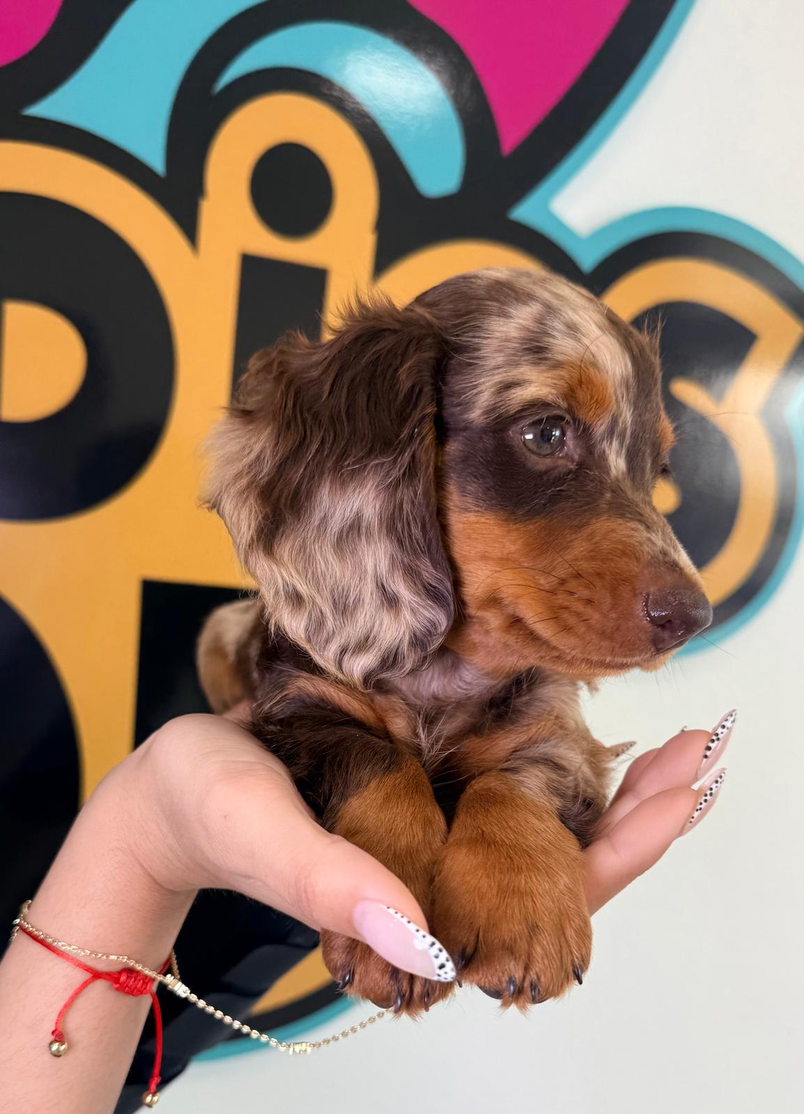 Toy Poodle puppy for sale at Puppies 305 in Miami, FL